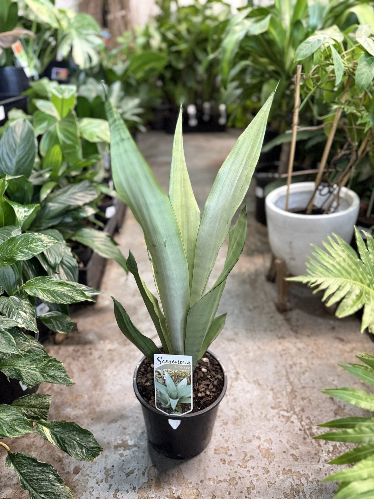 Sansevieria 'Silbersee' Plant – Buy Now! – Ladybird Nursery