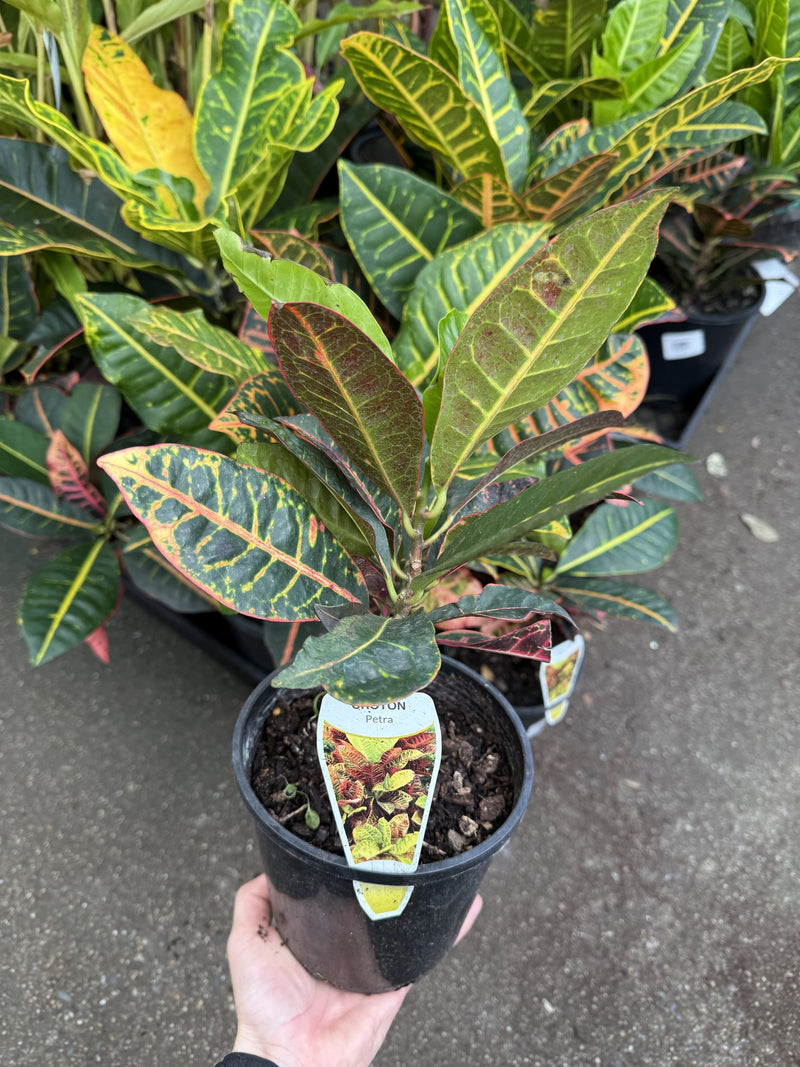 Croton 'Petra'
