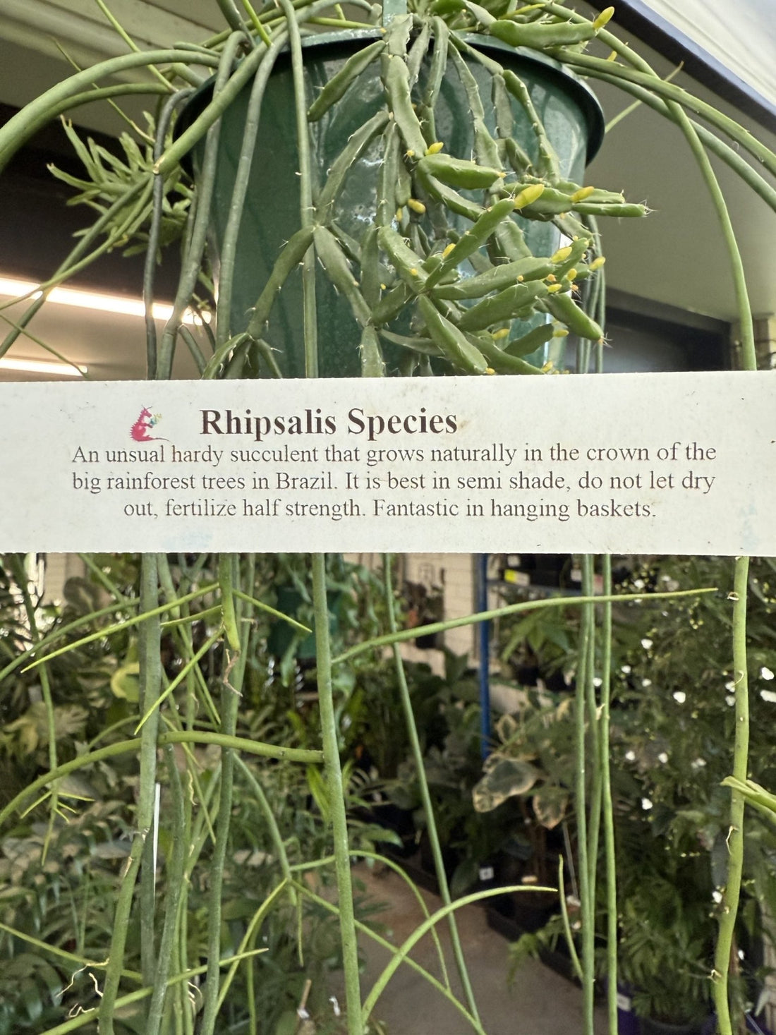 Rhipsalis baccifera - Ladybird Nursery
