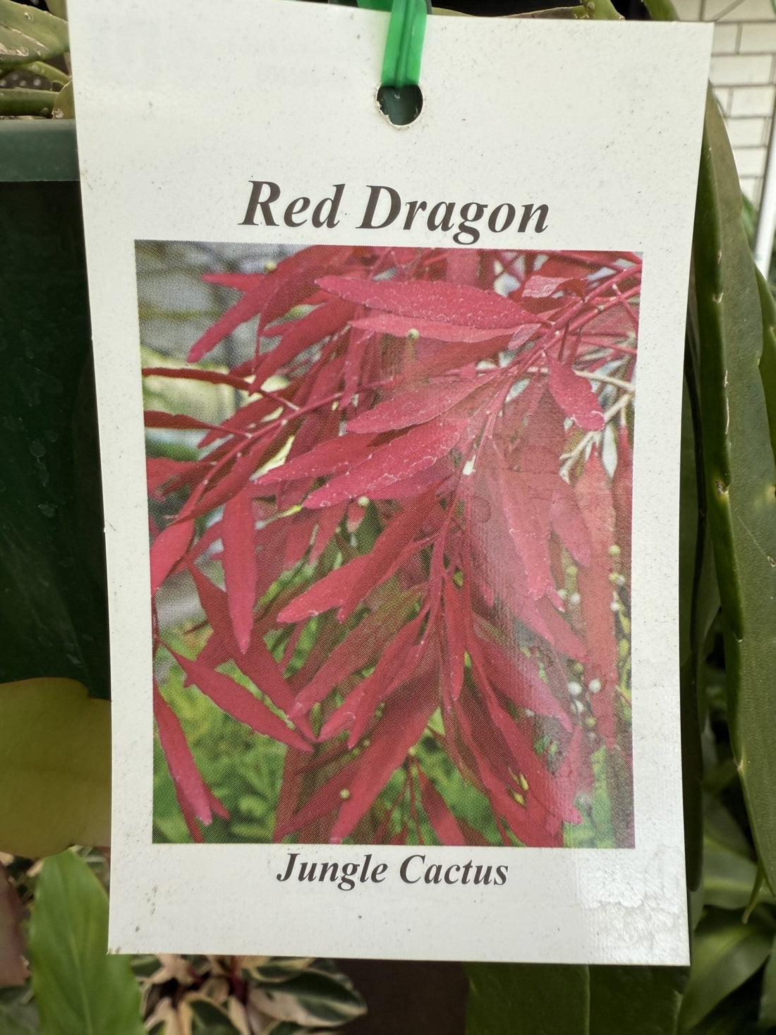 Jungle Cactus 'Red Dragon' - Ladybird Nursery
