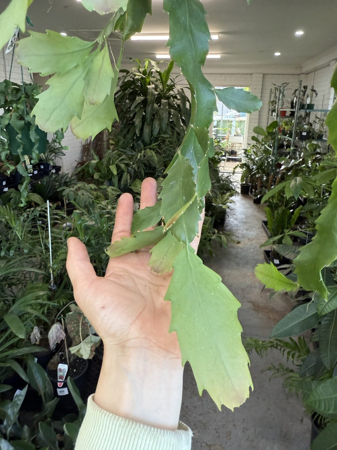 Jungle Cactus 'Sea Dragon' - Ladybird Nursery