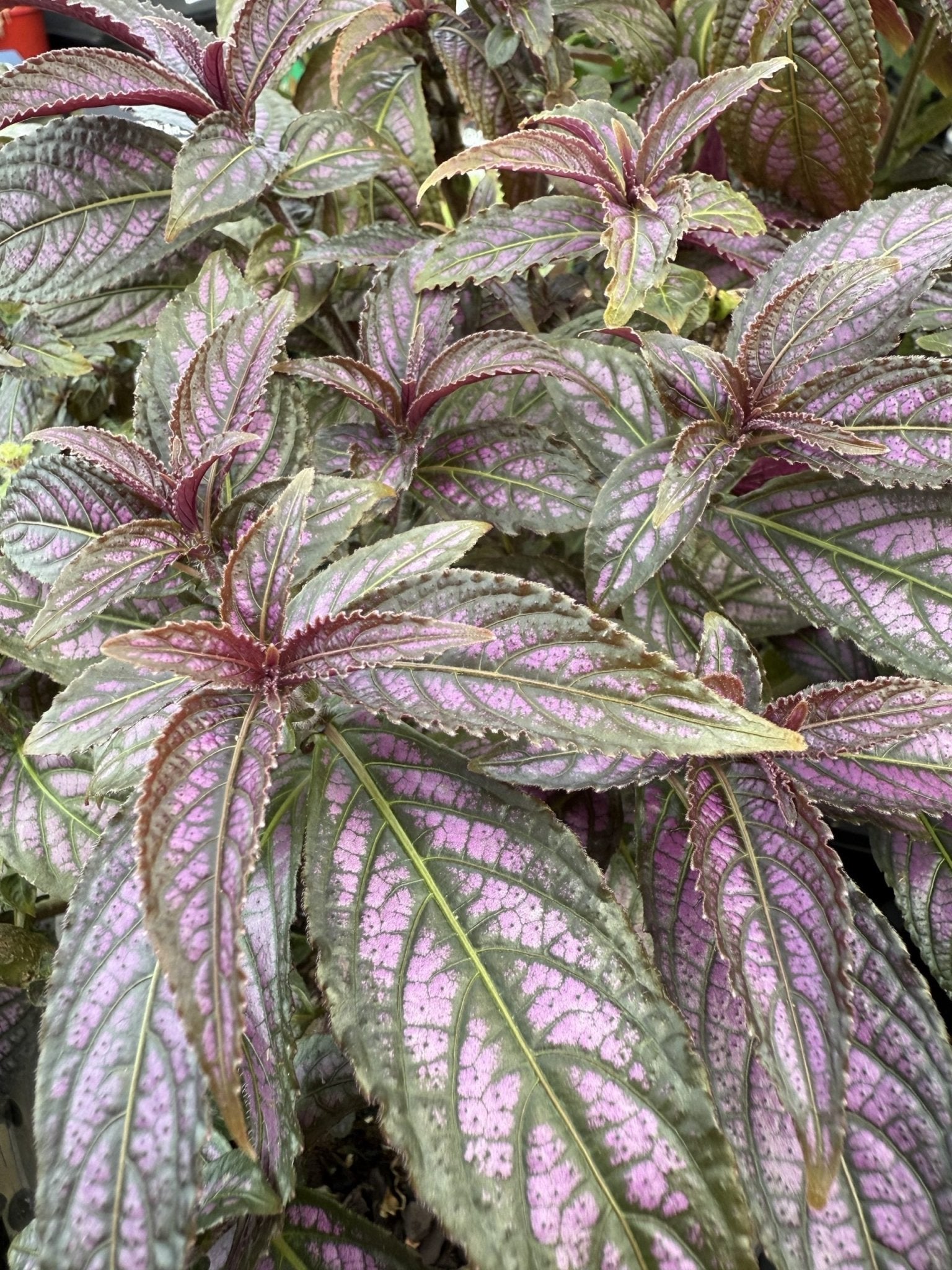 Persian Shield (Strobilanthes dyerianus) - Medium - Ladybird Nursery