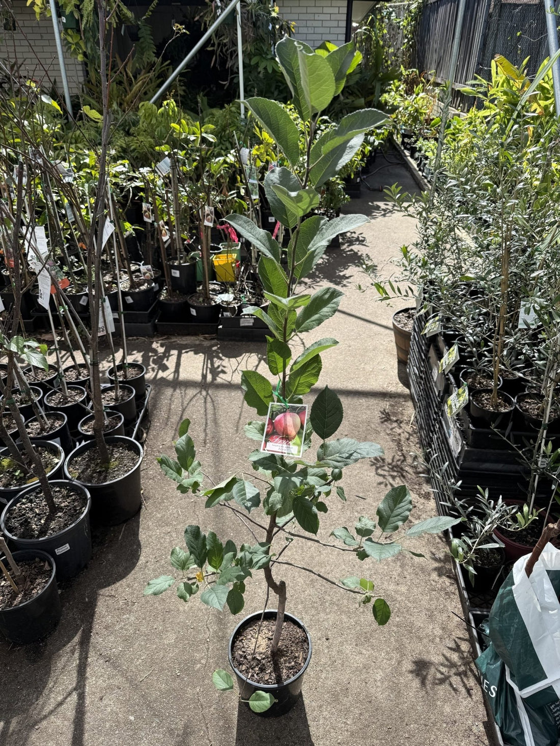 Apple 'Anna' - Ladybird Nursery