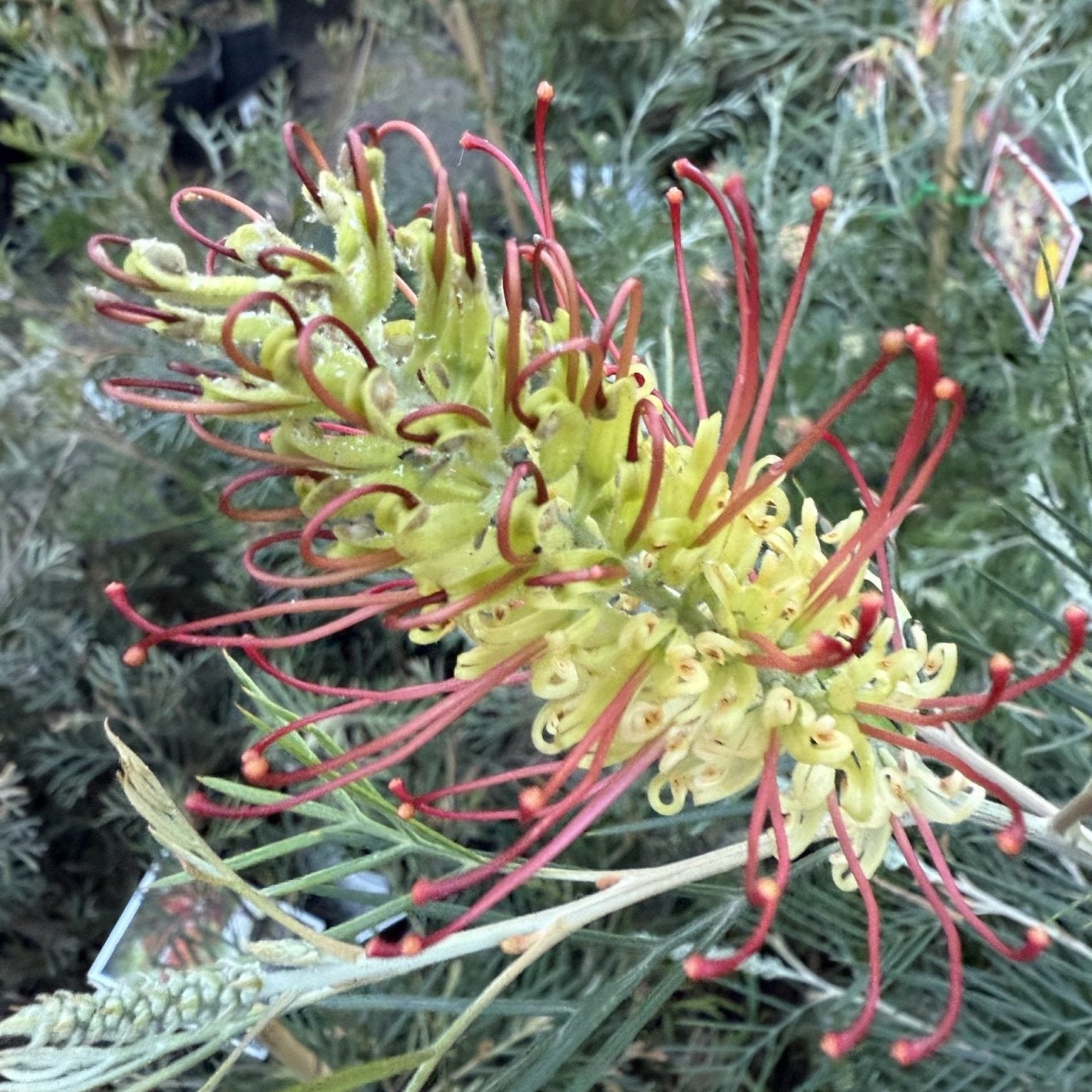 Grevillea Outback Sunrise 140mm - Ladybird Nursery