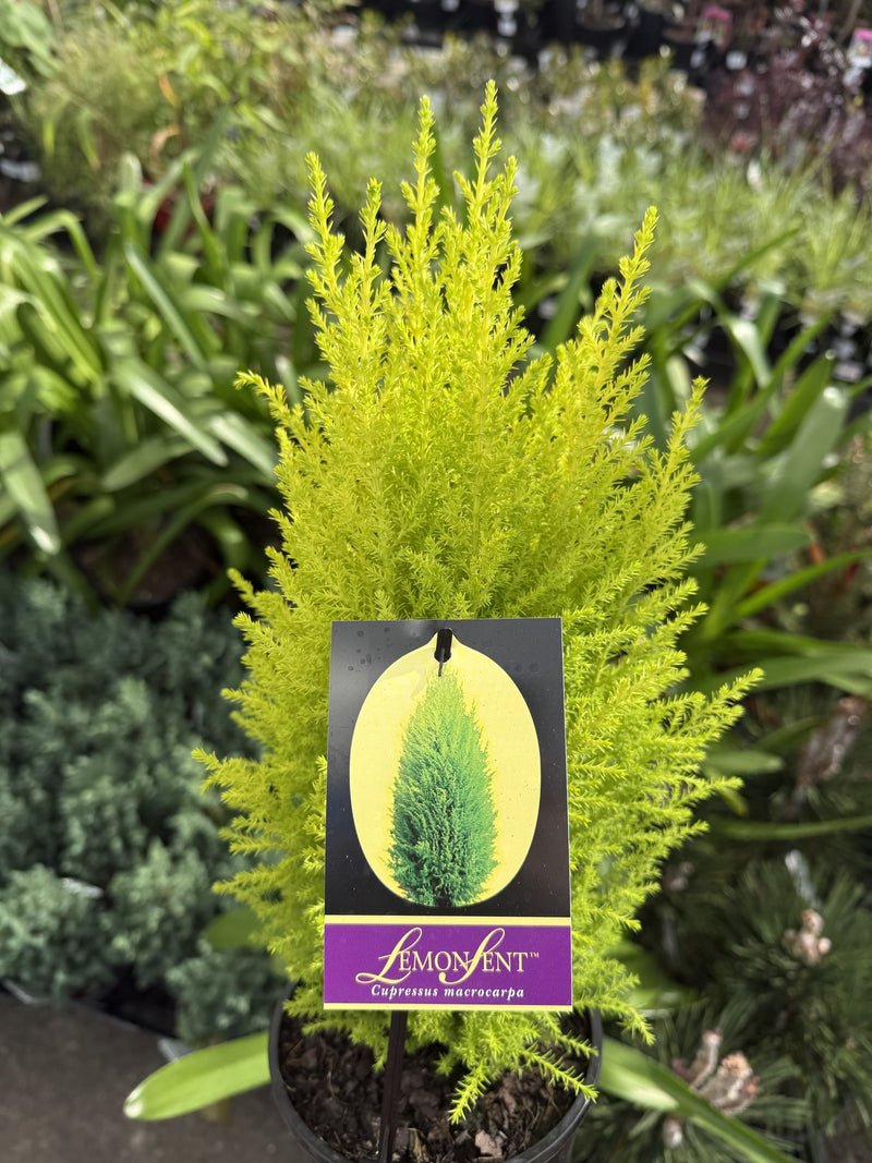 Lemon Scented Conifer