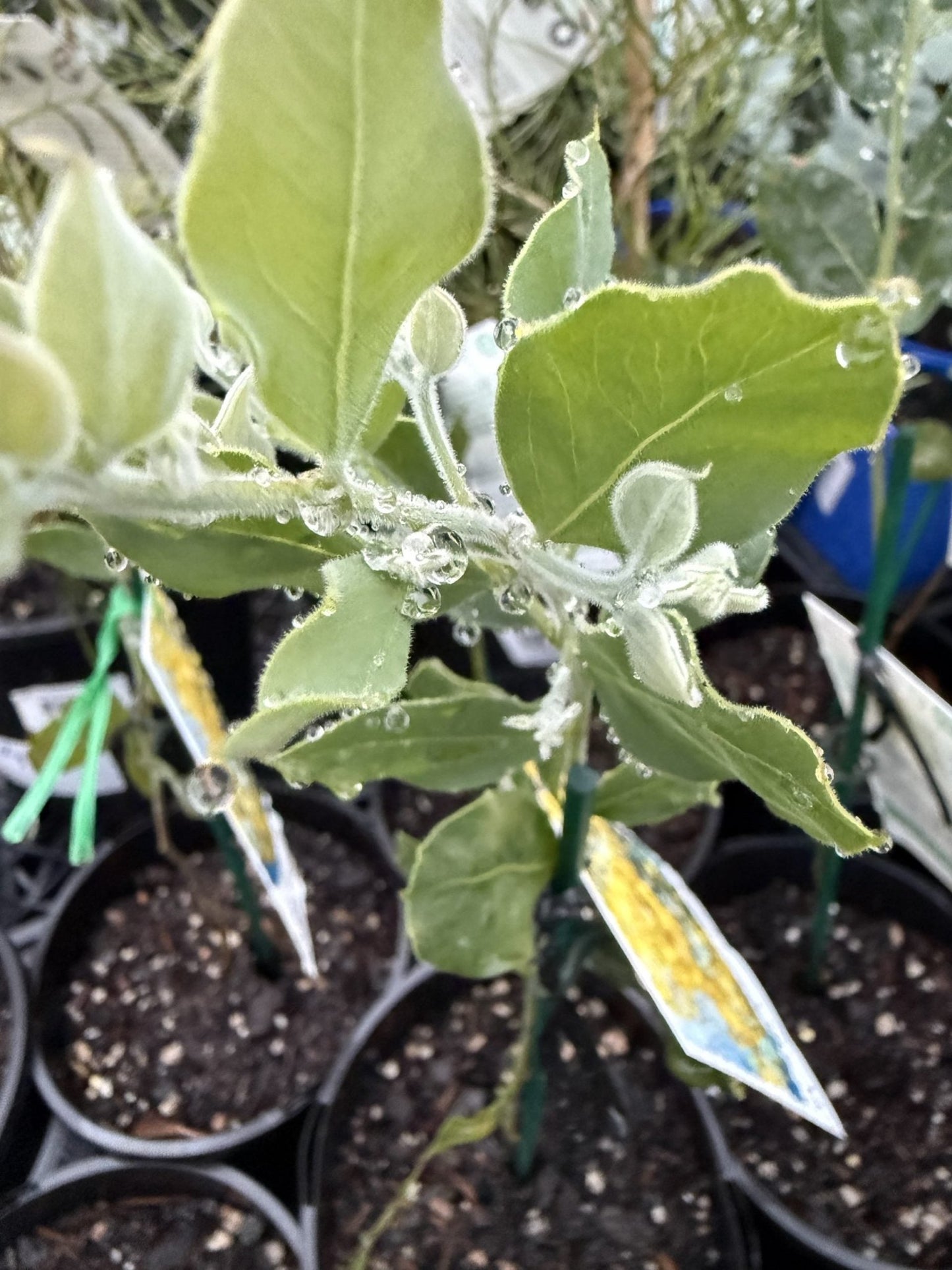 Queensland Silver Wattle (Acacia podalyriifolia) - Ladybird Nursery