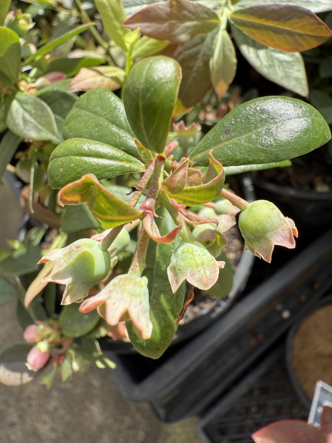 Blueberry 'Vitality' - Ladybird Nursery