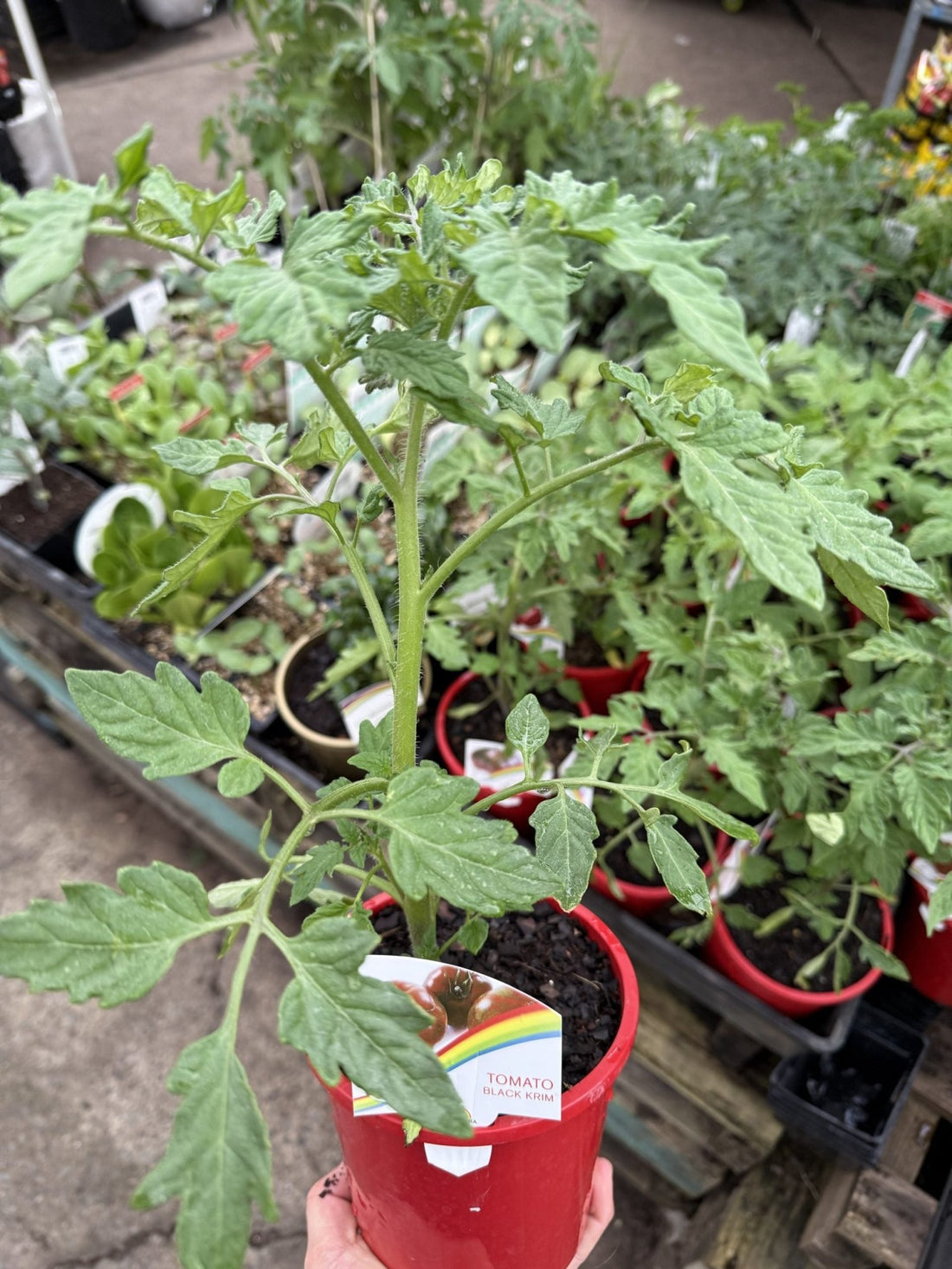 Tomato 'Black Krim' - Ladybird Nursery