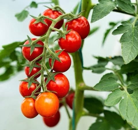 Tomato 'Cherry’ - Ladybird Nursery