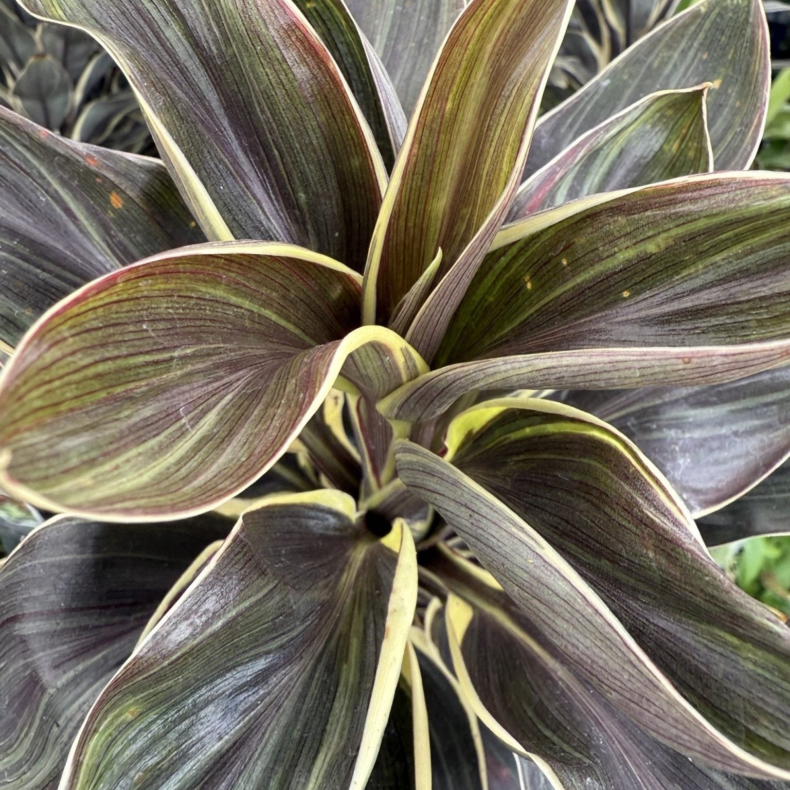 Cordyline 'Compacta Coffee' - Ladybird Nursery