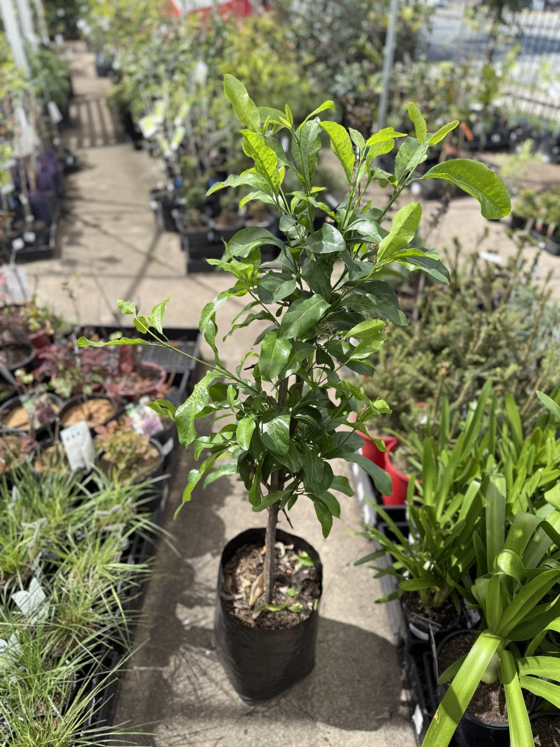 Fraser Island Apple 'Vista' - Advanced 45Ltr Bag **PICKUP ONLY** - Ladybird Nursery