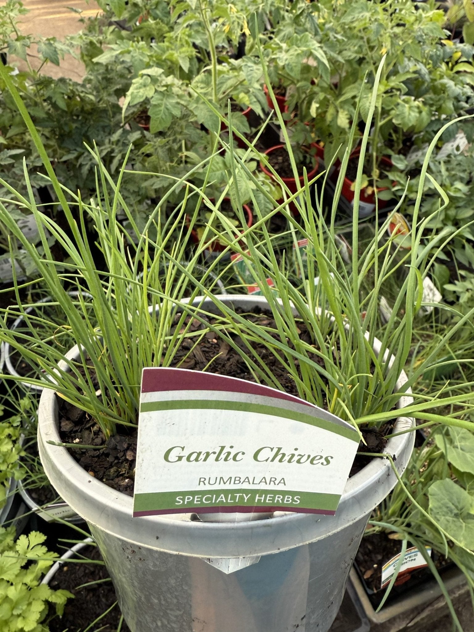 Garlic Chives 180mm pot - pickup only - Ladybird Nursery