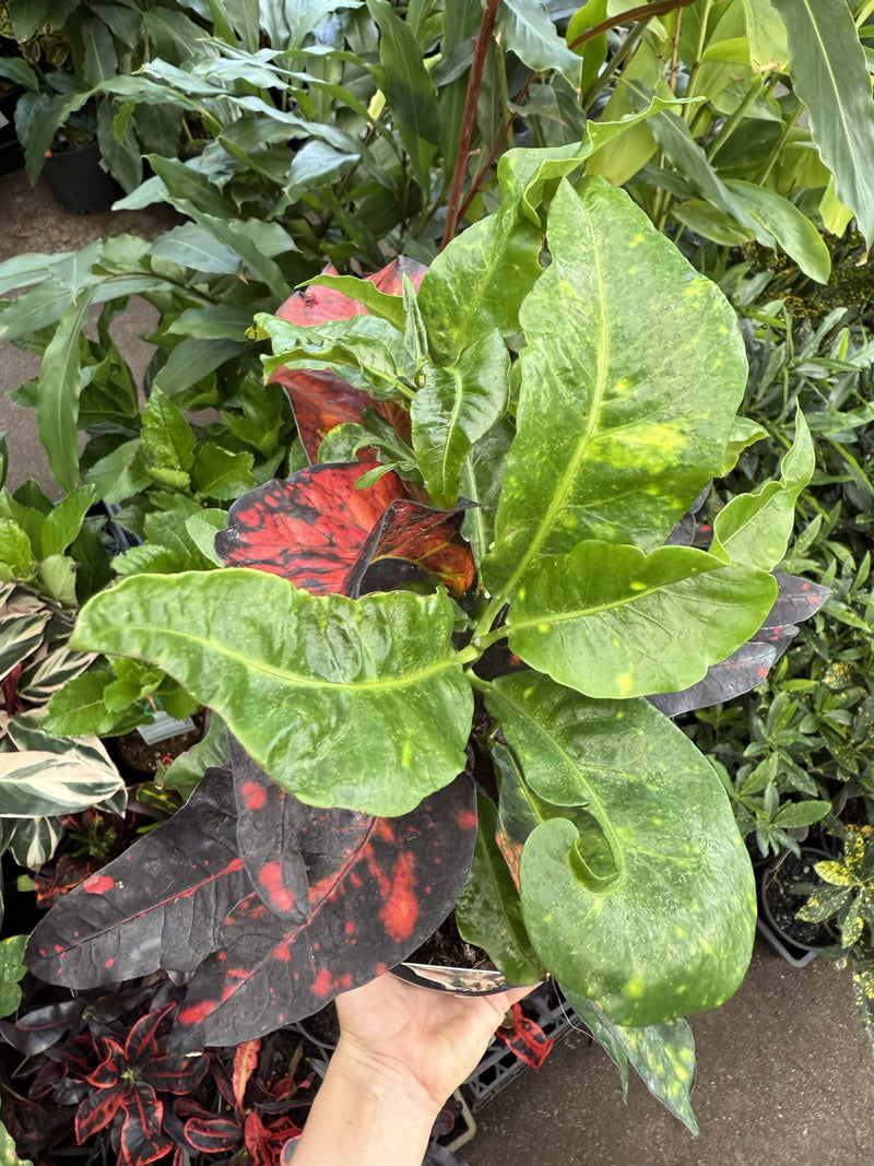 Croton 'Bangkok Flame'