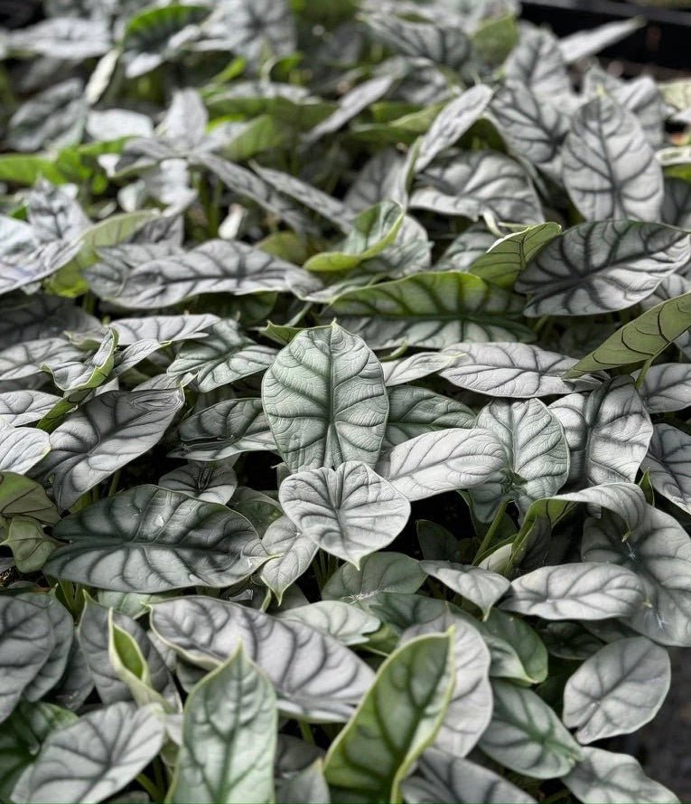Alocasia ‘Silver Dragon’ (Alocasia baginda) - Ladybird Nursery