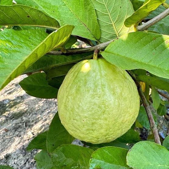 Guava ‘Pearl White’ - Ladybird Nursery