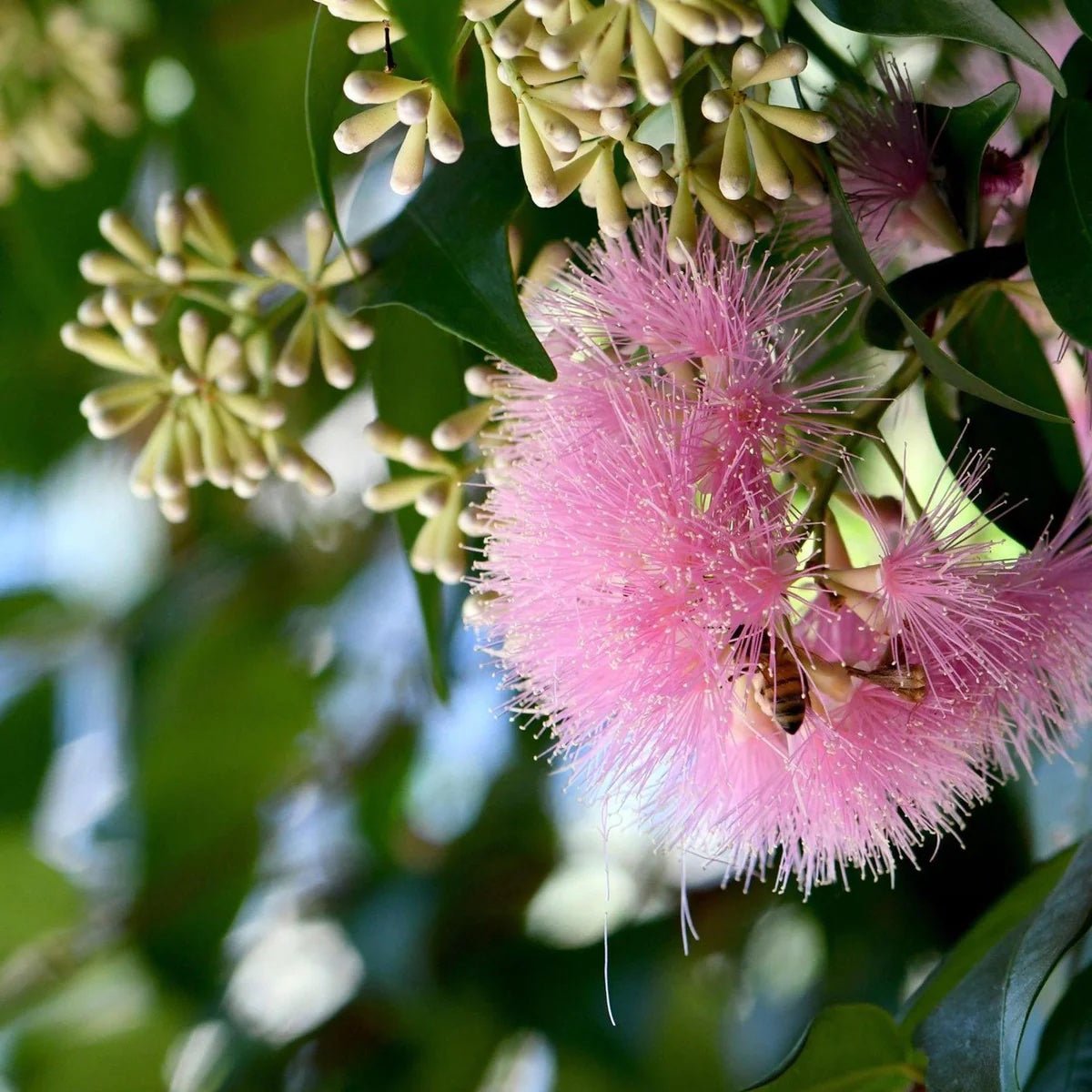 Lilly Pilly ‘Pink Cascade’ (Syzygium australe) - Ladybird Nursery