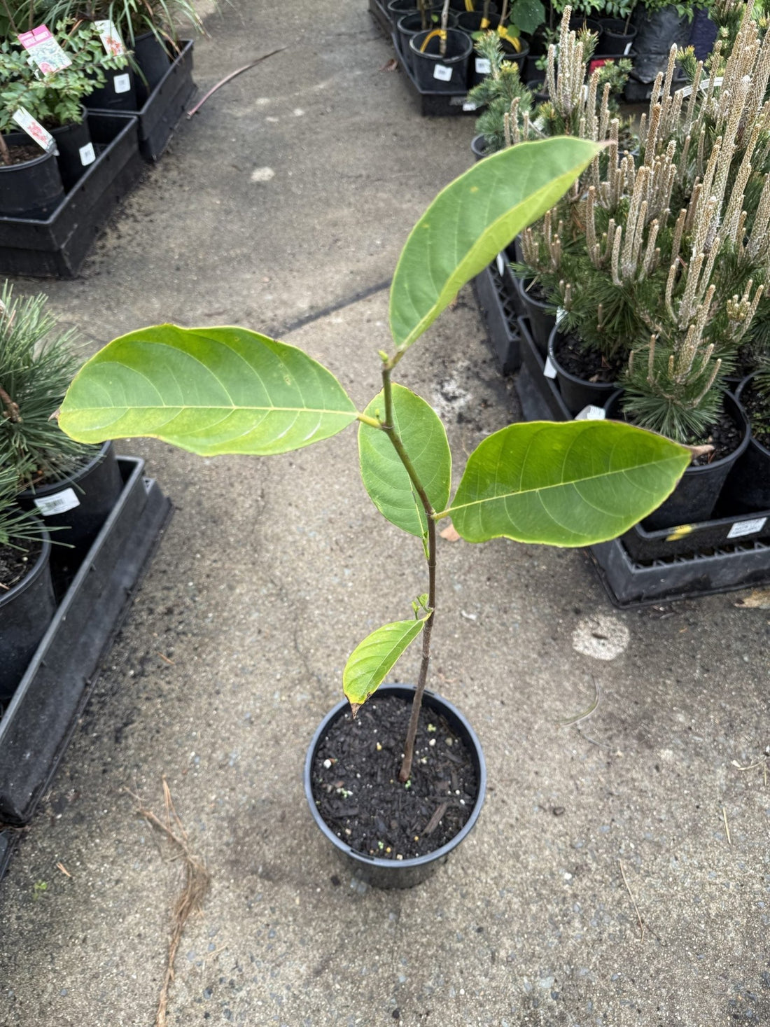 Jackfruit 'Red Crispy' - Ladybird Nursery
