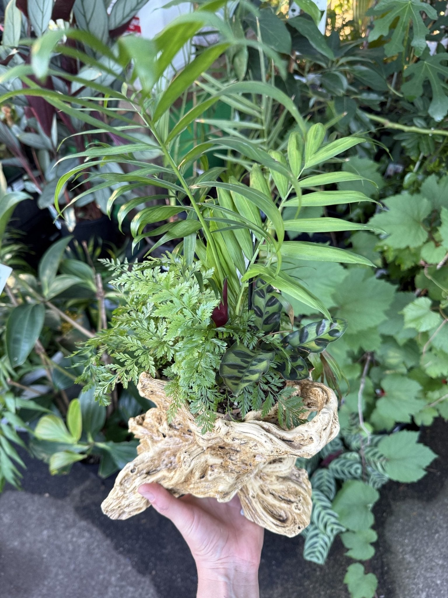 Multi Planted Log Planter (Assorted Indoor Plants) - Ladybird Nursery