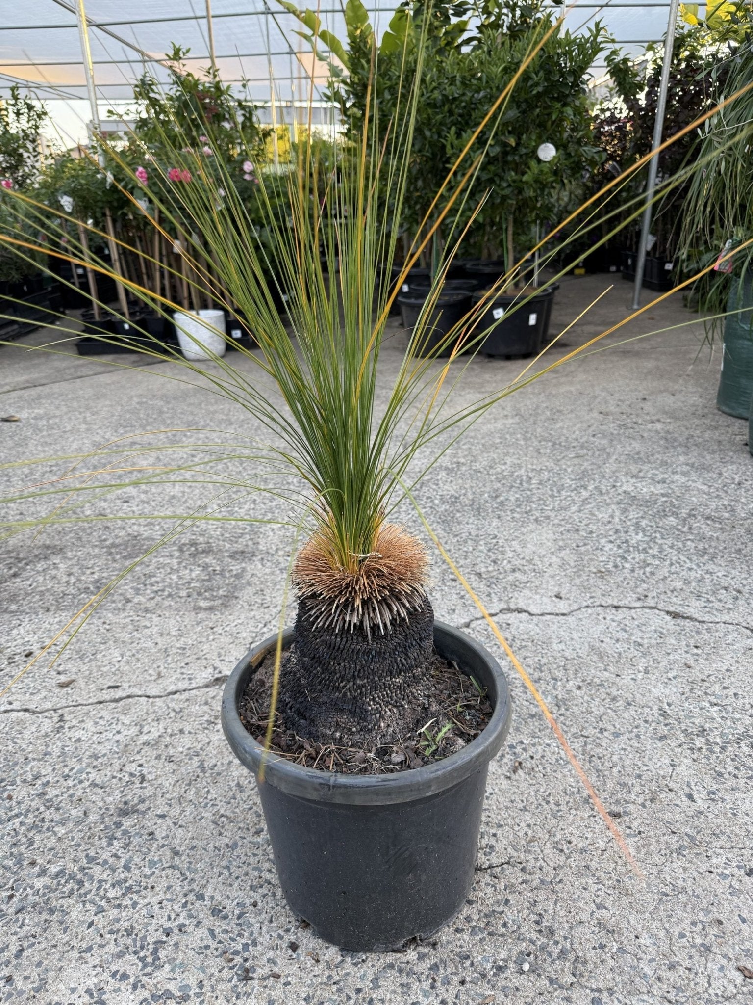 Grass Tree (Size C) PICK UP ONLY - Ladybird Nursery