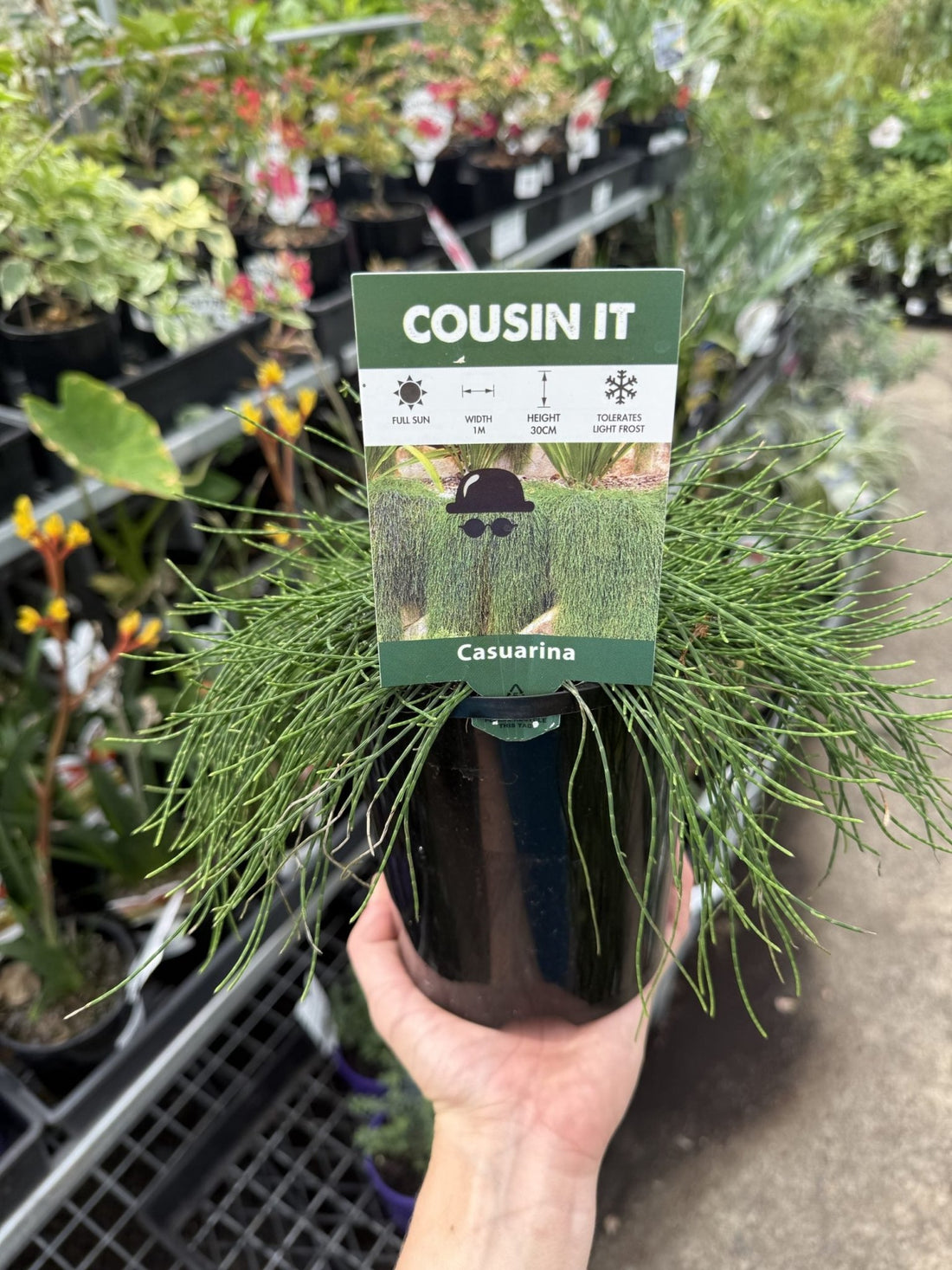 Cousin It (Casuarina glauca) - Ladybird Nursery