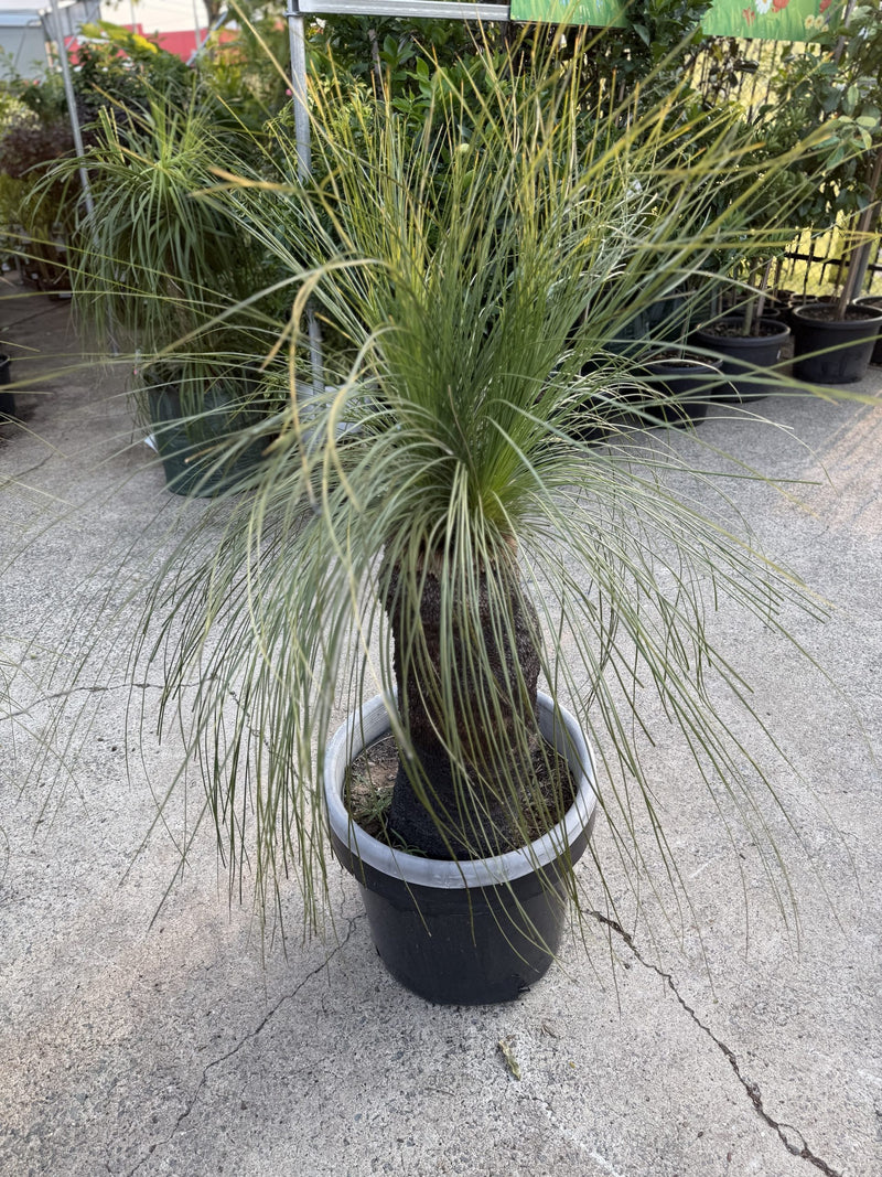 Grass Tree - Large (Size I) PICK UP ONLY