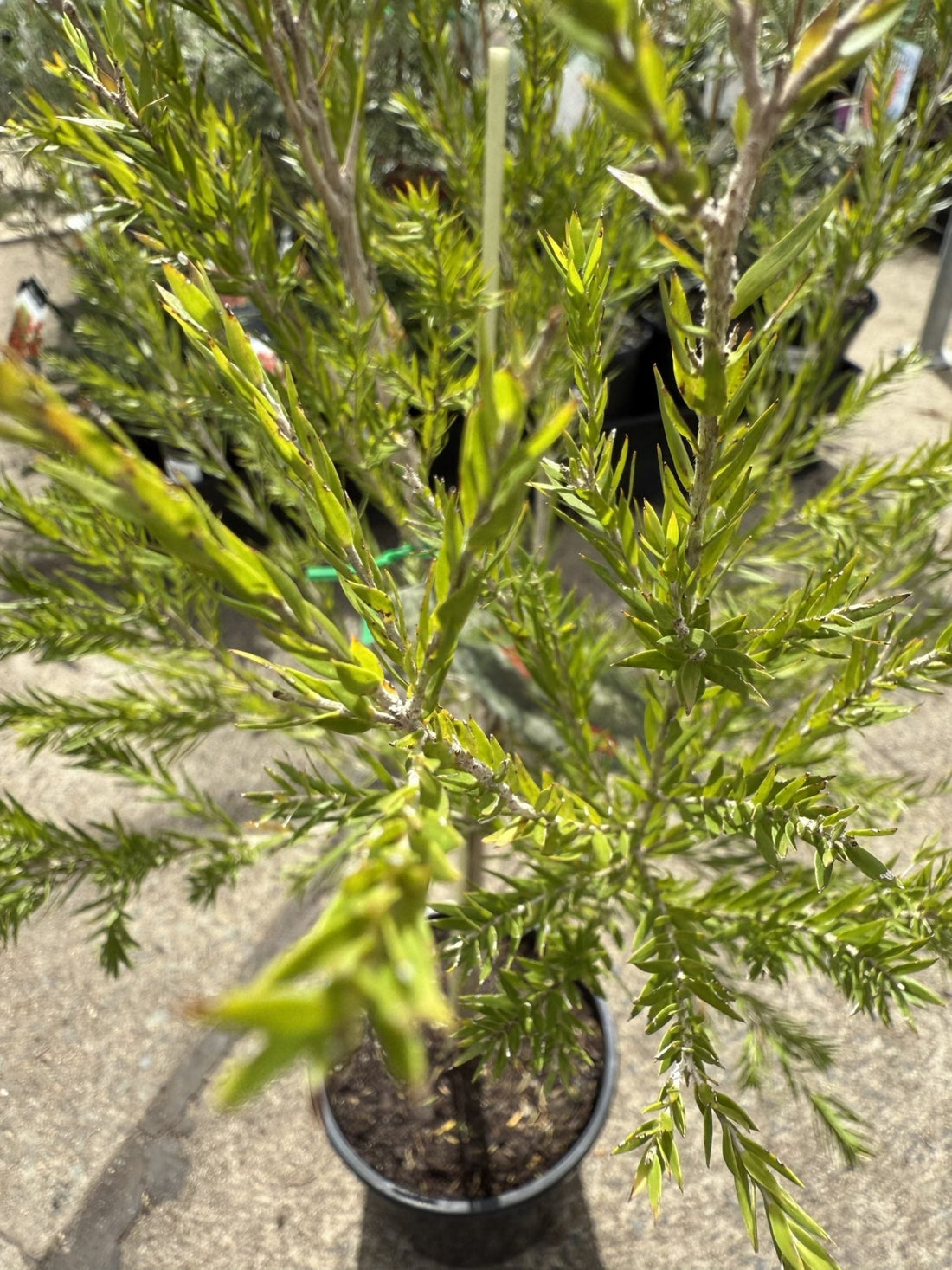 Melaleuca bracteata ‘Revolution Green’ - Ladybird Nursery