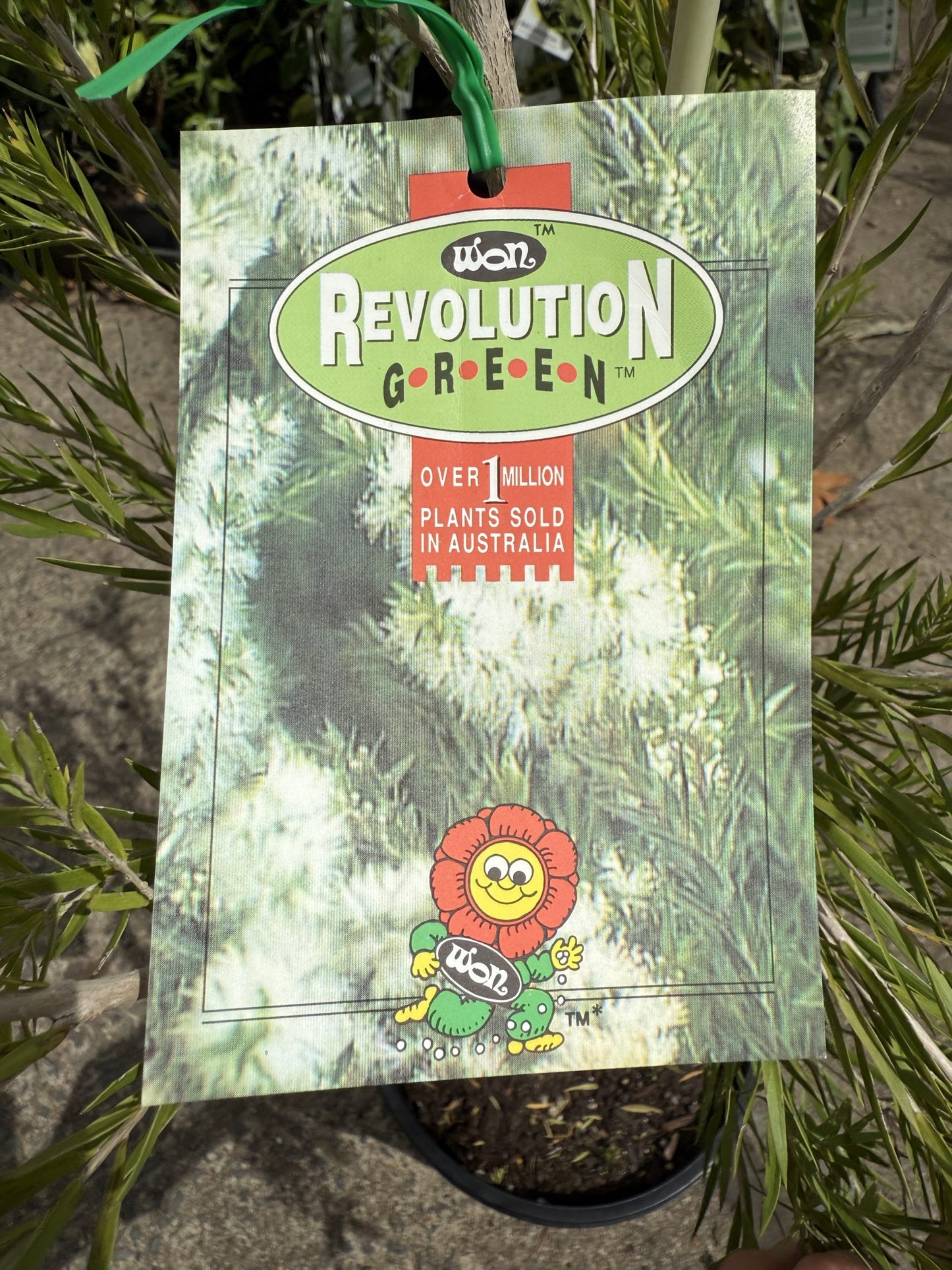 Melaleuca bracteata ‘Revolution Green’