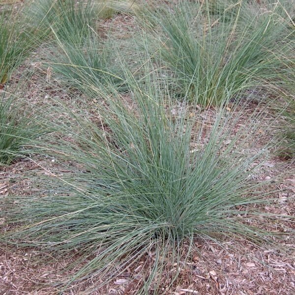 Kingsdale™ Native Tussock Grass - Ladybird Nursery