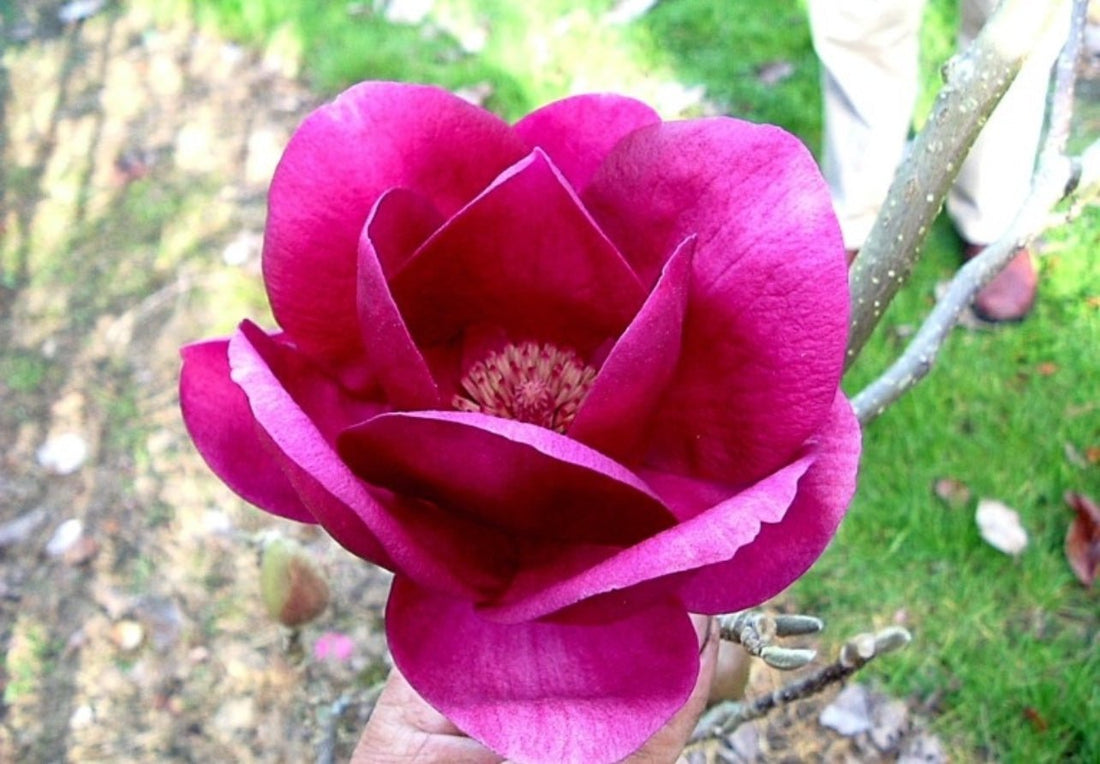 Magnolia Cleopatra 300mm (PICK UP ONLY) - Ladybird Nursery