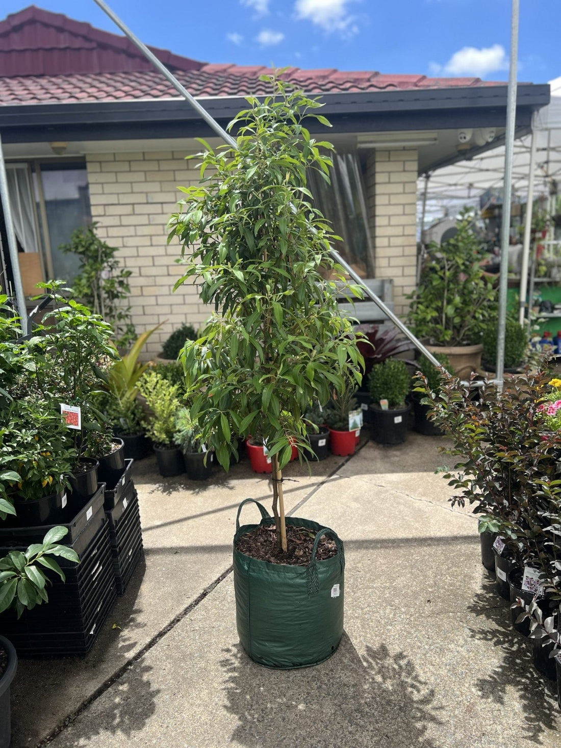 Lemon Myrtle Advanced (PICKUP ONLY) - Ladybird Nursery