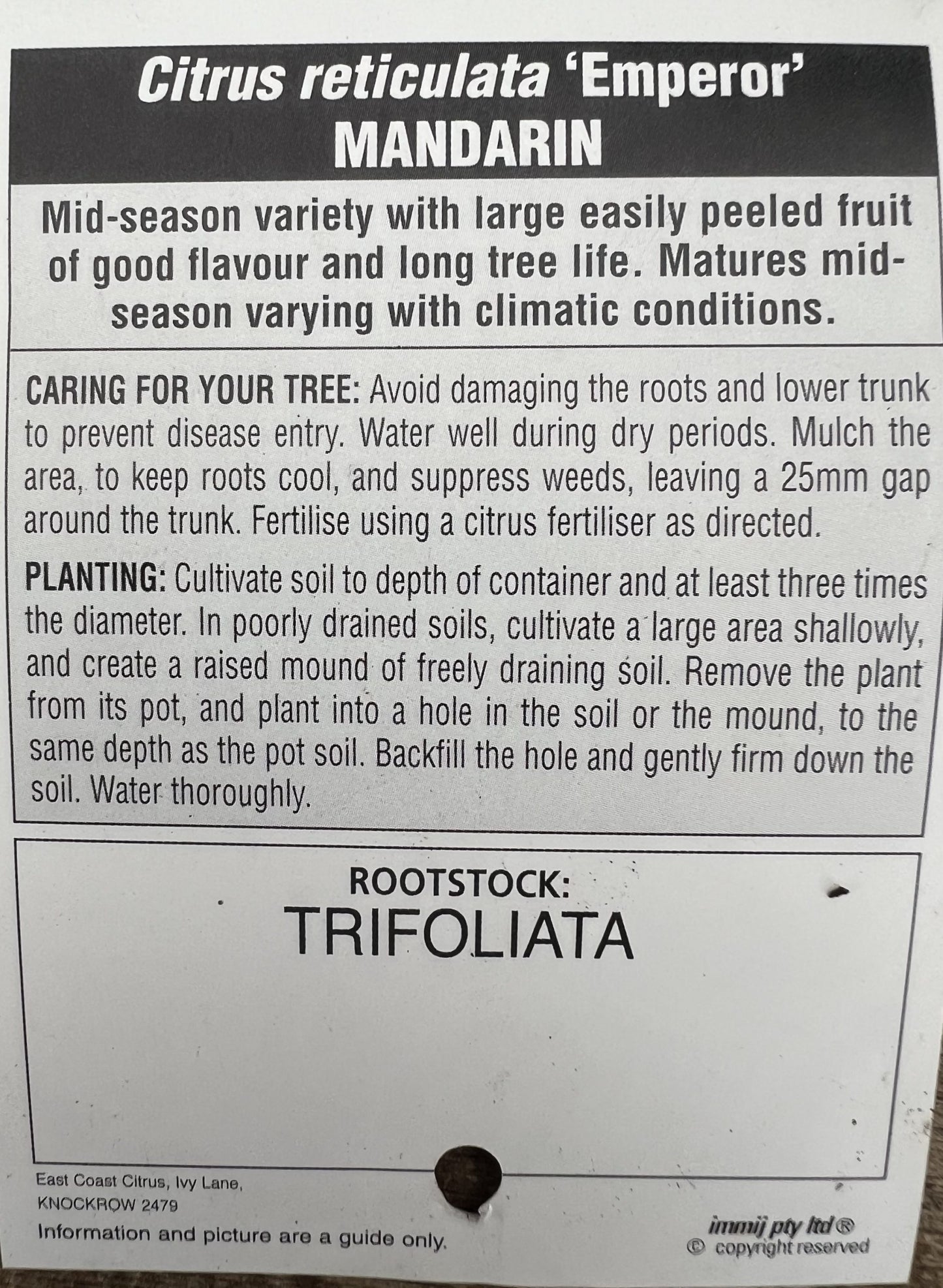 Mandarin 'Emperor' 500mm Pot (Pickup Only)