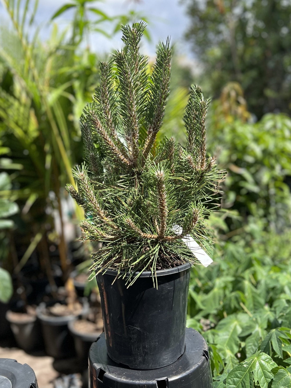 Japanese Black Pine Yatsabusa (Pinus thunbergii) - Ladybird Nursery
