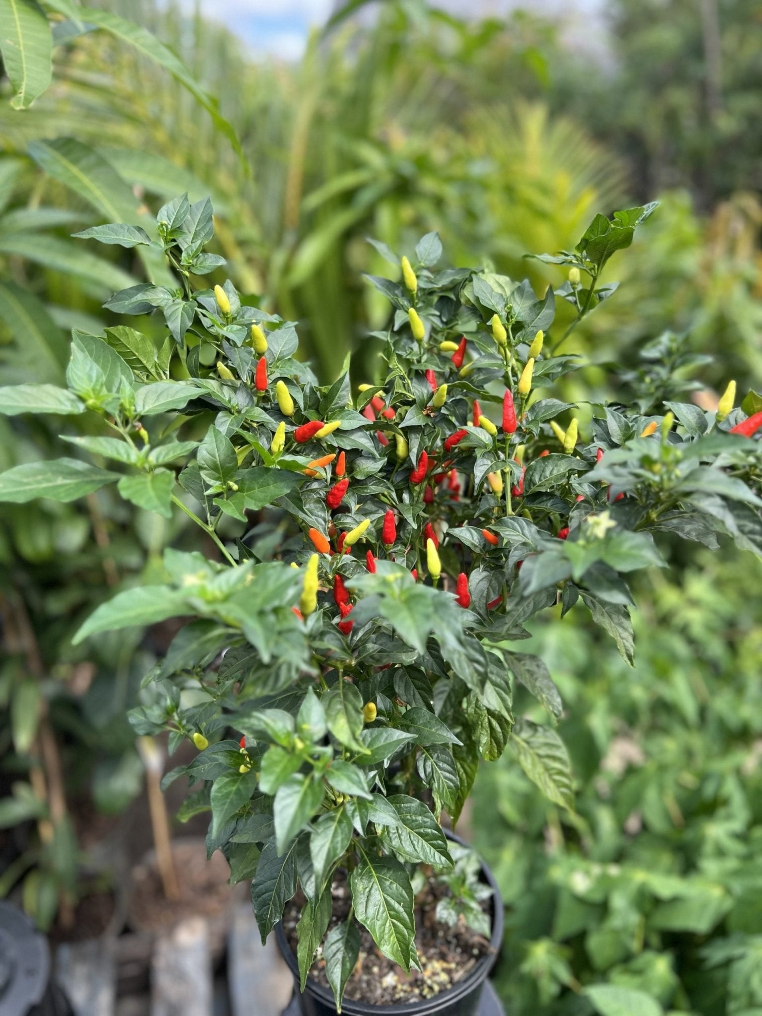 Birdseye Chilli - Ladybird Nursery