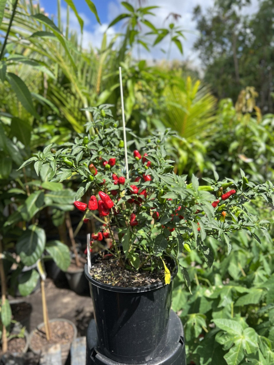Apache Chilli - Ladybird Nursery