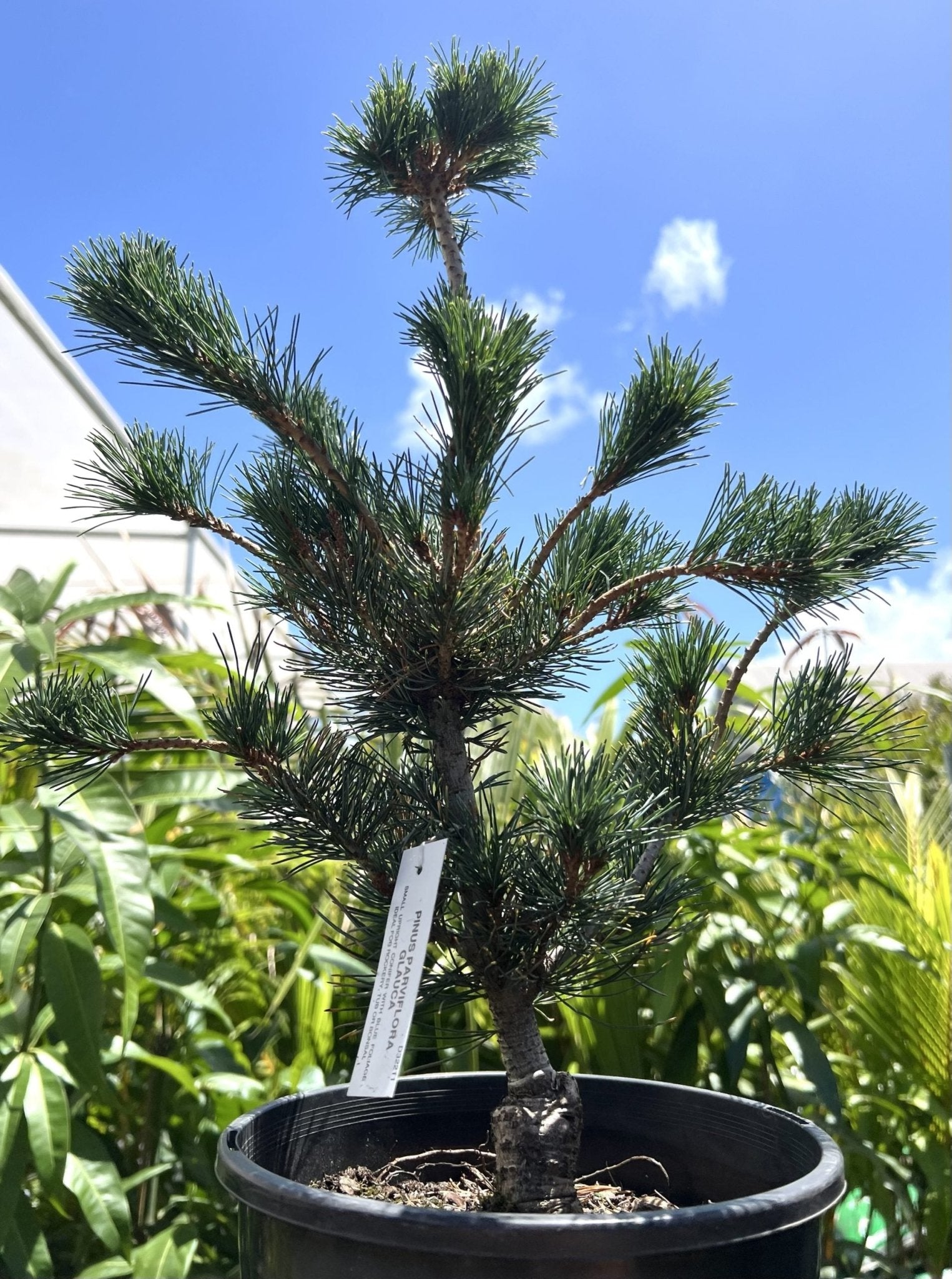 White Pine (Pinus parviflora glauca) Plant – Buy Now! – Ladybird Nursery
