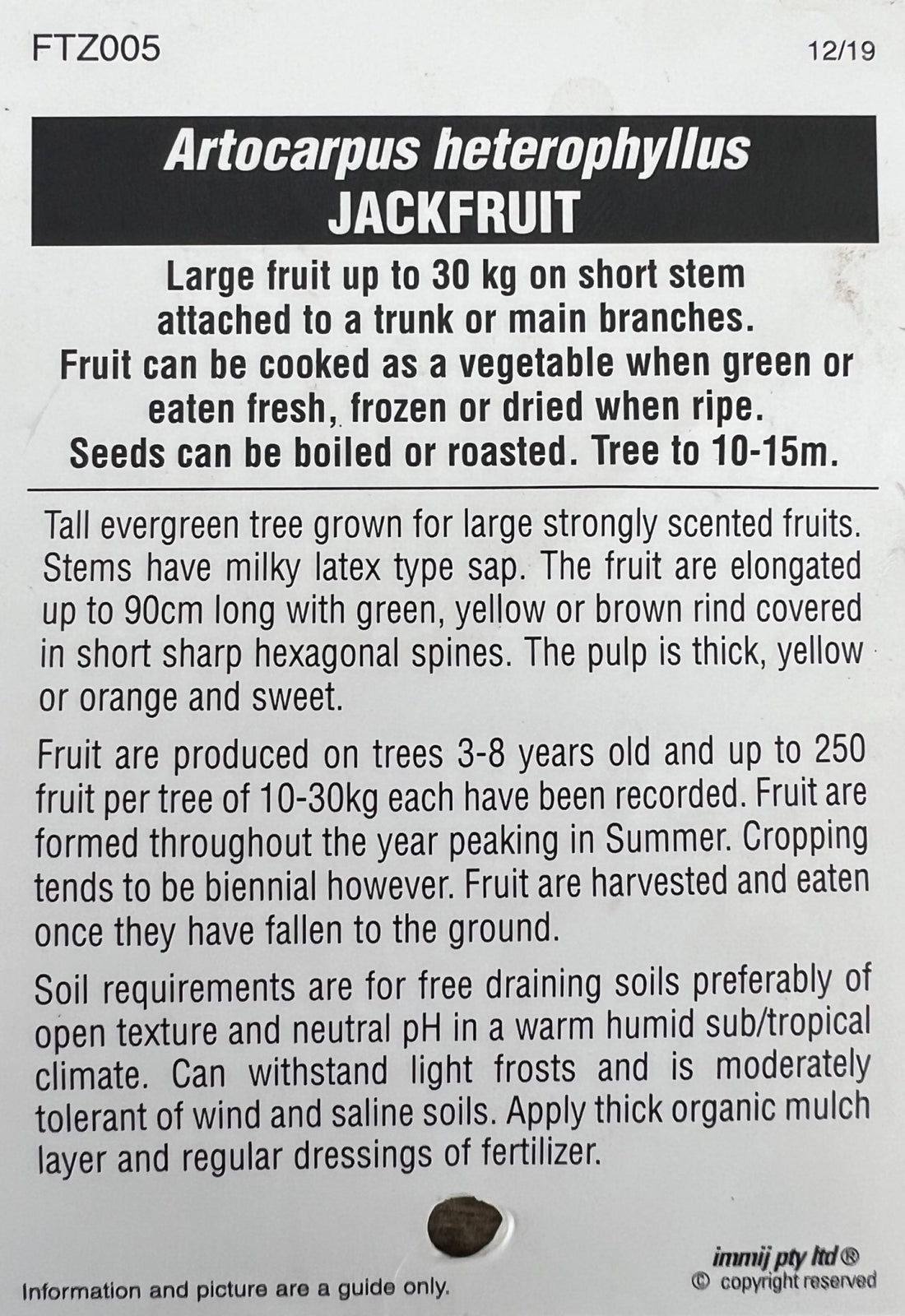 Jackfruit Tree 1.5m high PICK UP ONLY - Ladybird Nursery