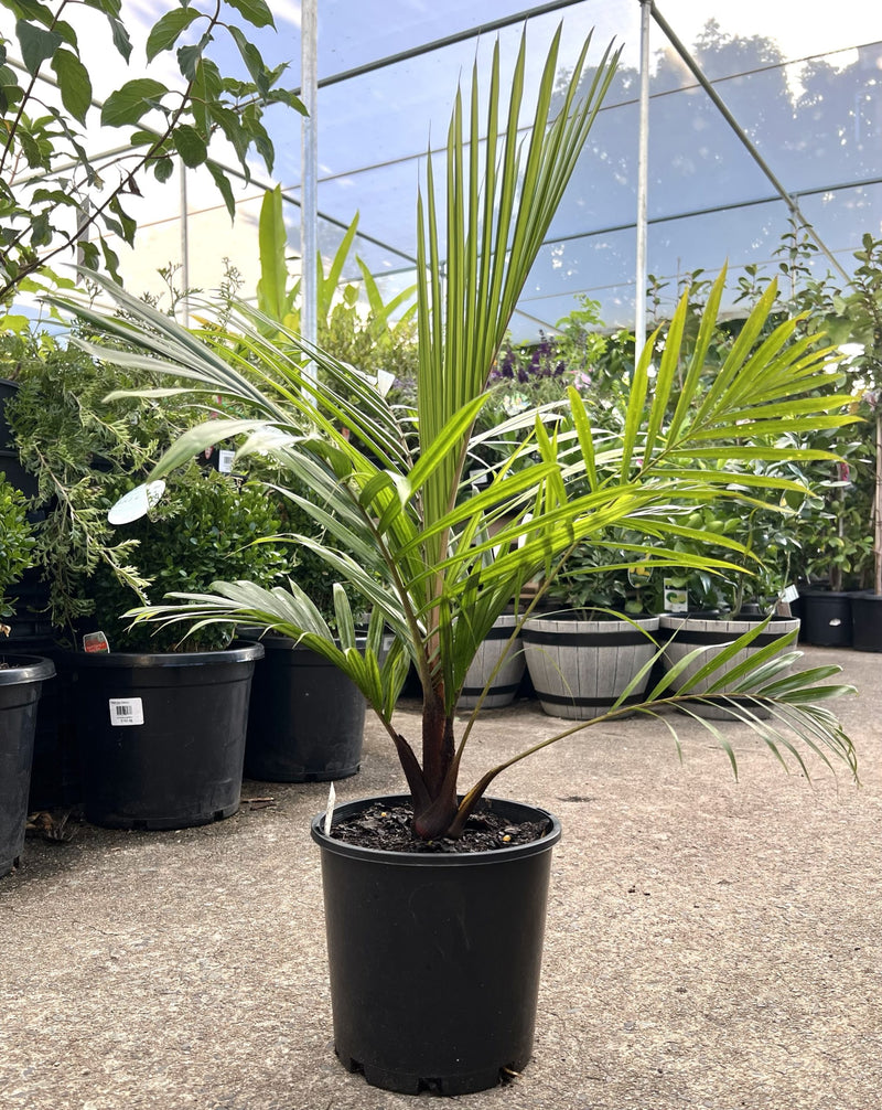 Redneck Palm (Dypsis leptocheilos)