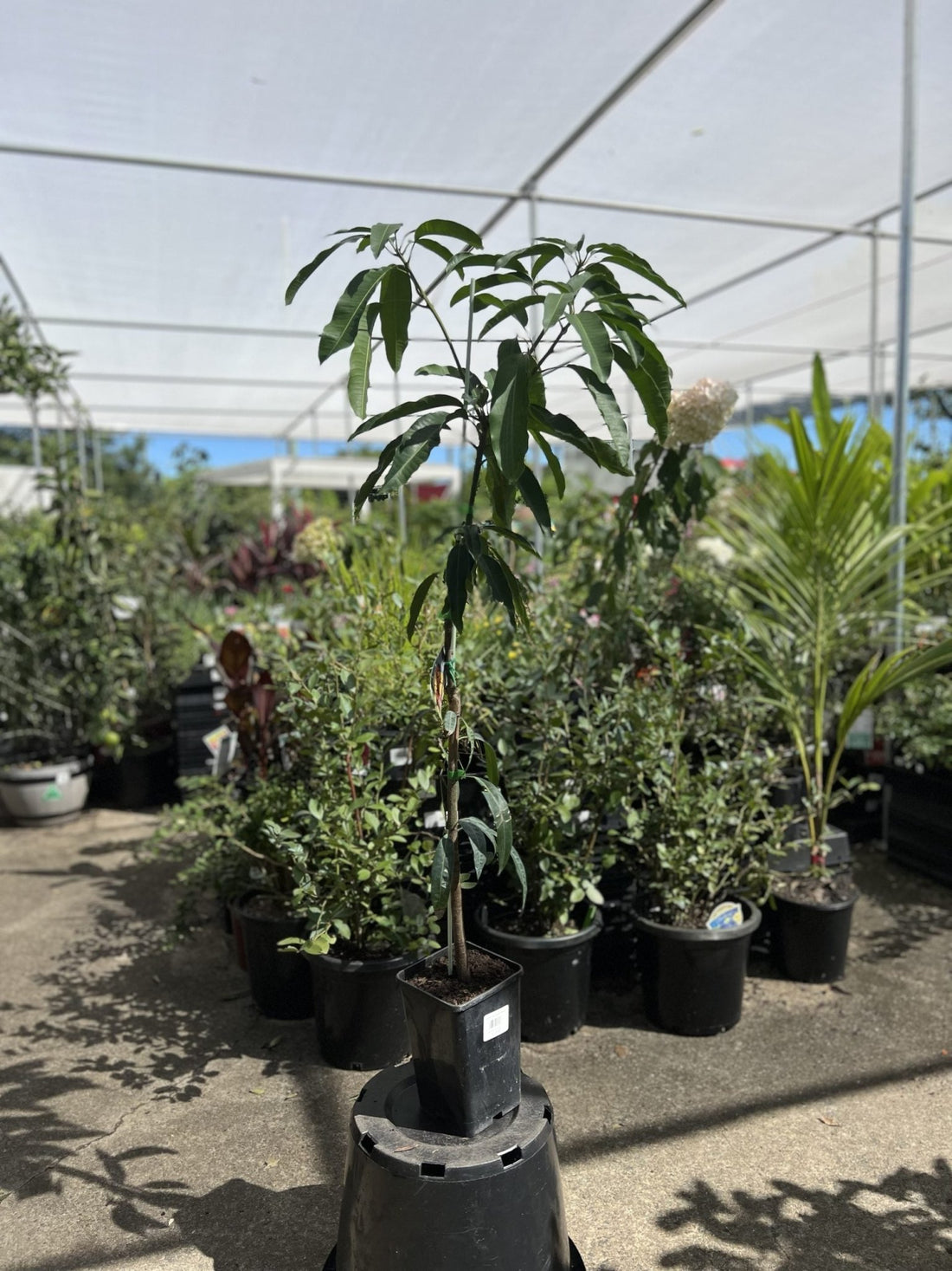 Mango 'Ok Rong' - Ladybird Nursery