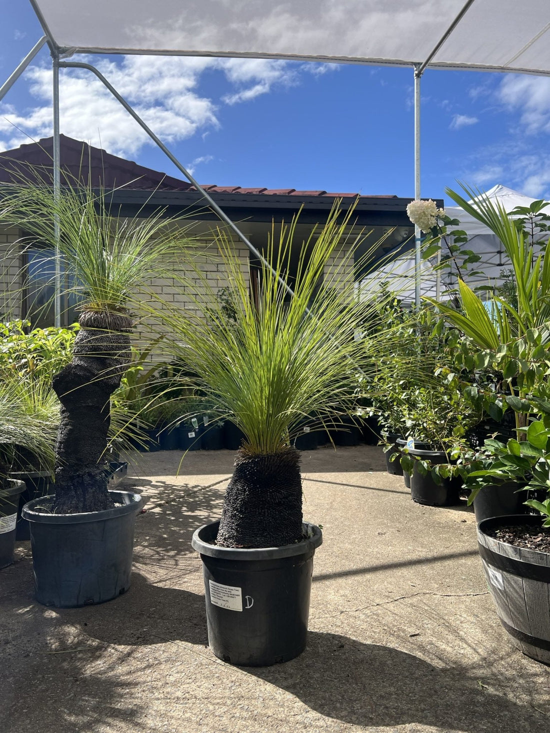 Grass Tree (Size D) PICK UP ONLY - Ladybird Nursery