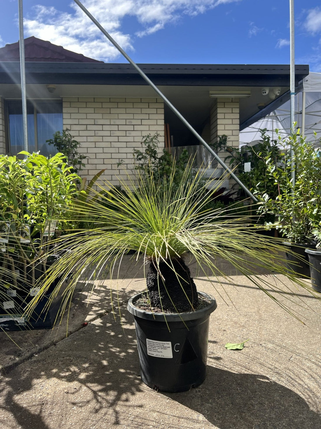 Grass Tree (Size C) PICK UP ONLY - Ladybird Nursery