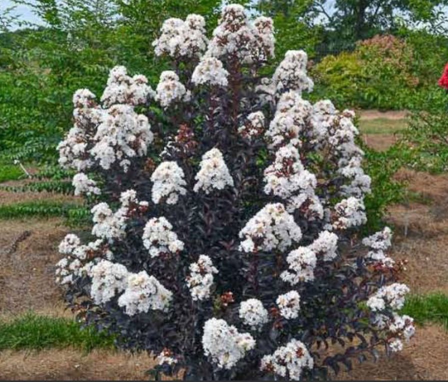 Crepe Myrtle Moonlight Magic (Lagerstroemia indica) - Ladybird Nursery