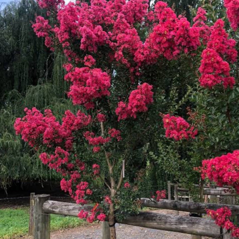 Crepe Myrtle Tuscarora (Lagerstroemia indica) - Ladybird Nursery