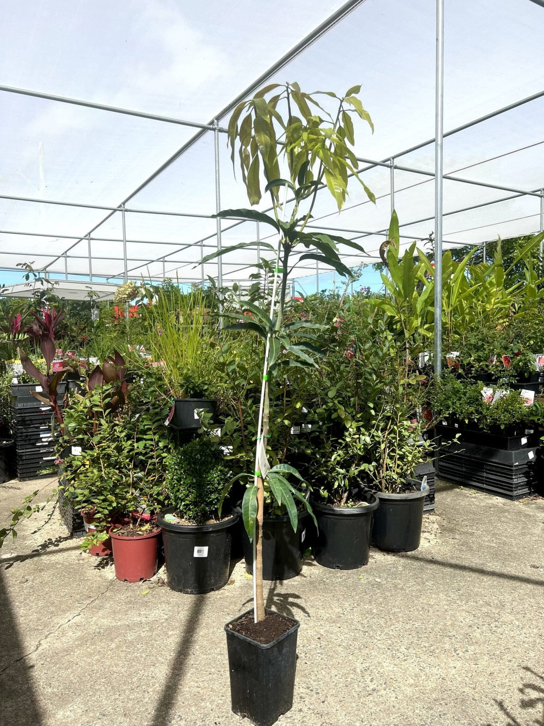 Mango 'Rad' - Ladybird Nursery