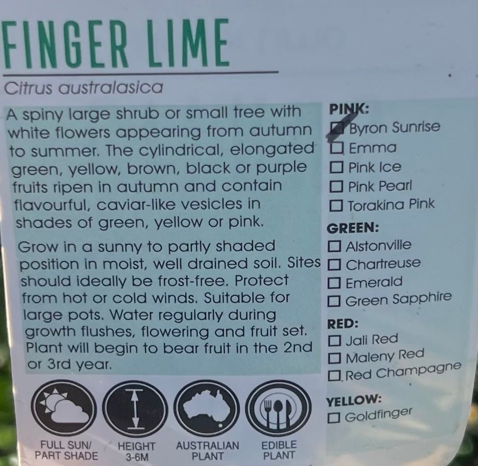Byron Sunrise Finger Lime 140mm pot (QLD Only) - Ladybird Nursery