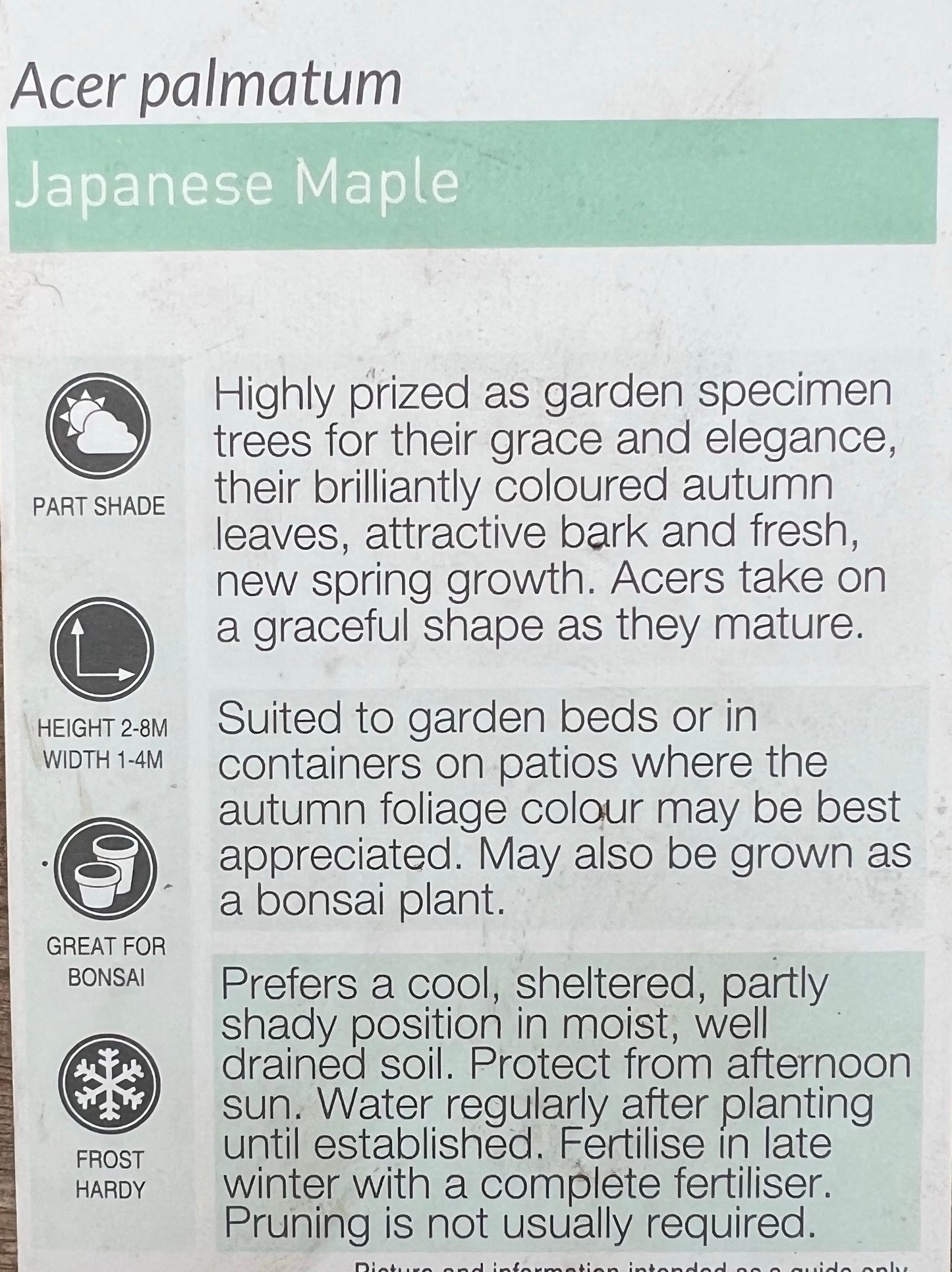 Japanese Maple (Acer palmatum) 200mm pot