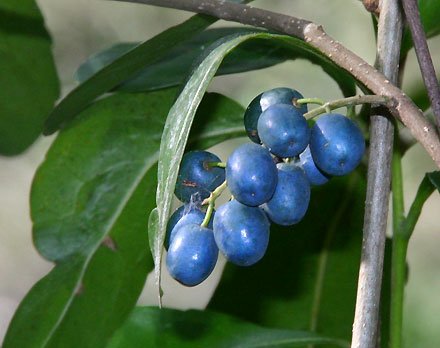 Hard Quandong (Elaeocarpus obovatus) - Ladybird Nursery
