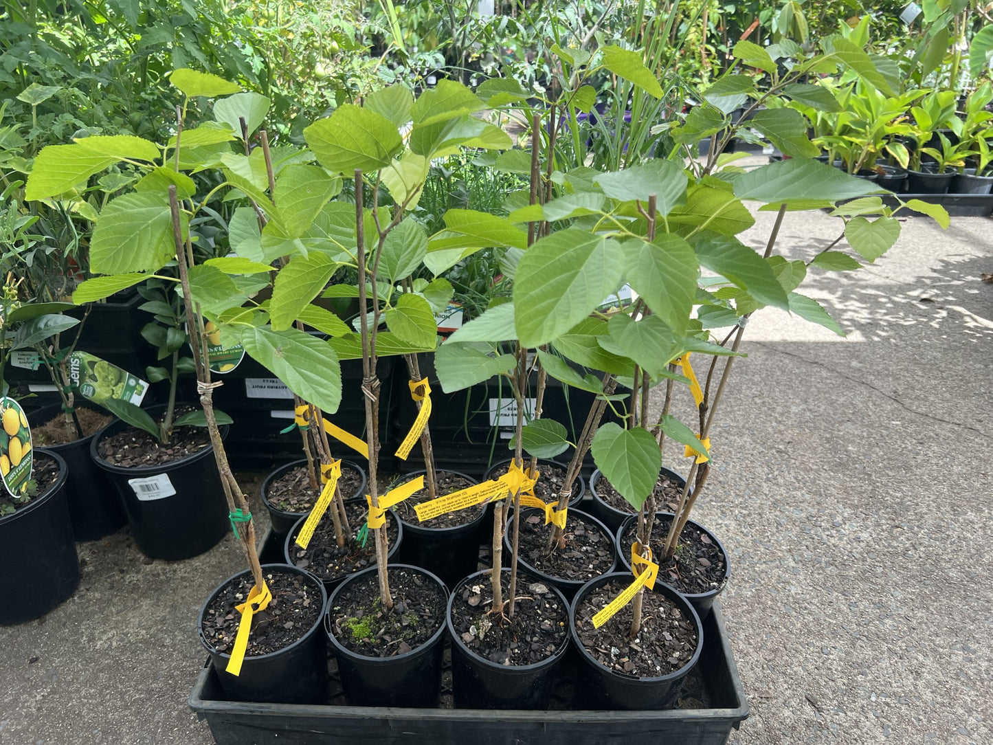 Mulberry White Shahtoot