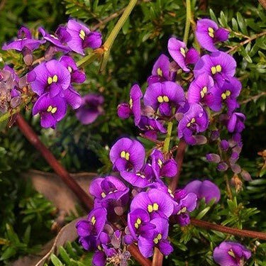 Purple Coral Pea Regent (Hardenbergia violacea) - Ladybird Nursery