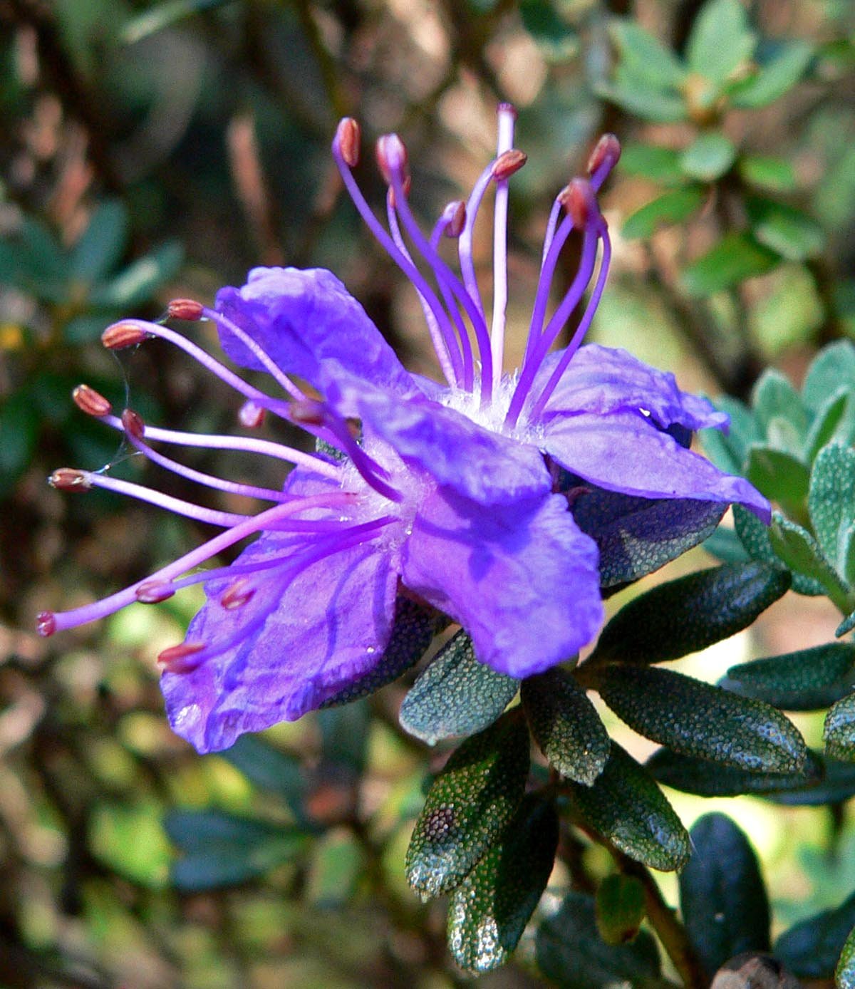 Rhododendron Inpeditum - Ladybird Nursery