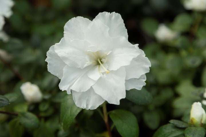 Azalea Inga White - Ladybird Nursery